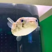 kikiの画像