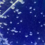 パン子の画像