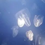 澪。の画像