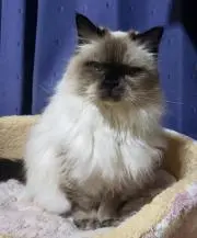 びょこ☆プロフご確認お願い！！の画像