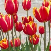 magical✨ 即購入可能です❣️