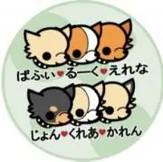 chihuahua6