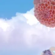 ayame