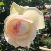 ぱんだ