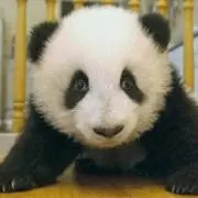 だいだい