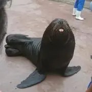 ぴょん