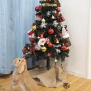 ウサぎん