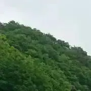 アッティー