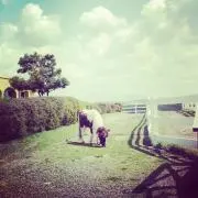ゆきの画像