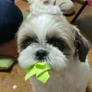 しゃもぢ