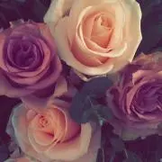 Amour プロフご一読お願いしますの画像