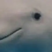 rtopの画像