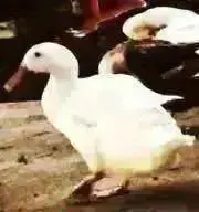 アメルカンの画像