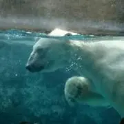penguinの画像
