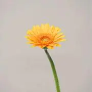 みほ　断捨離中