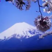 スターキャッツ