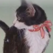 ひつじねこの画像