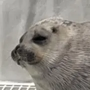 セイウチの画像
