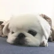 すずたろー