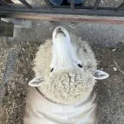 返り咲きのワイ