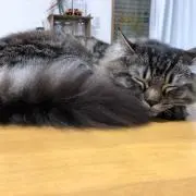 satuki