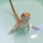 じぇいむむの画像