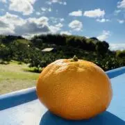 みかんの画像