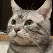 shihoの画像