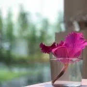 花梨