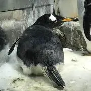 ohagiの画像