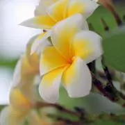 巨人の奥さん