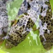 jigbassの画像