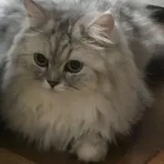 るなの画像