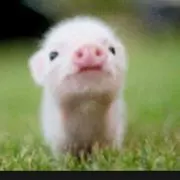 さっちゃん
