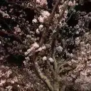 Image of meru土日返信出来ませんm(_ _)m