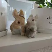 まりも