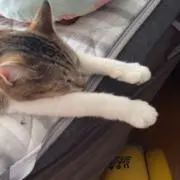おちょび。の画像