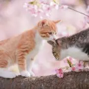 たろう_購入前にコメントお願いしますの画像