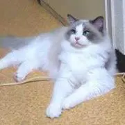 かみとぅーの画像