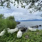 アフラック▷▶値下げ交渉◎の画像