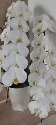 RCEの画像