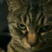 Nyankoの画像