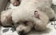 あやもえ