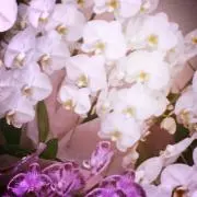 ふあ