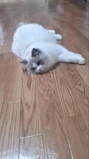 とも。