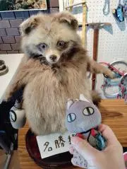 ちょいもこの画像