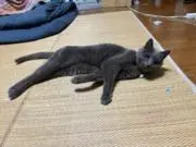りさの画像