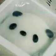 ポンの画像
