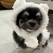 おもちの画像