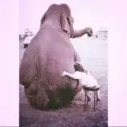 merciの画像